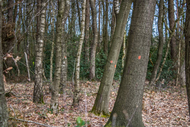 istock Marked trees in a wood ready for cutting 1144638357