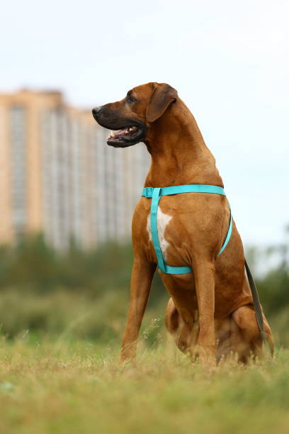 istock Dog rhodesian ridgeback walk outdoors on a field 1144638498