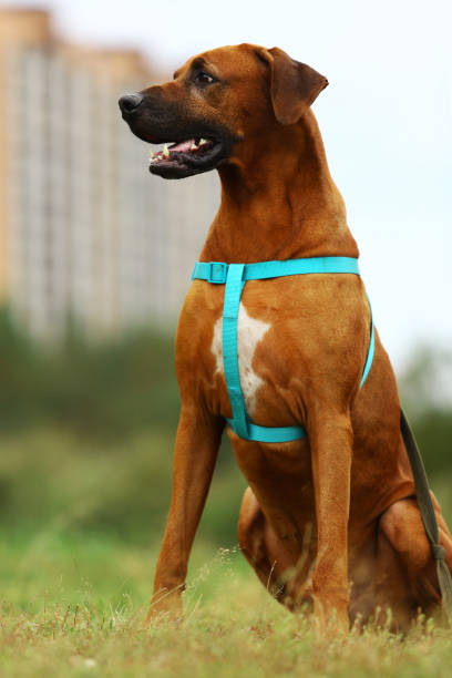 istock Dog rhodesian ridgeback walk outdoors on a field 1144638506