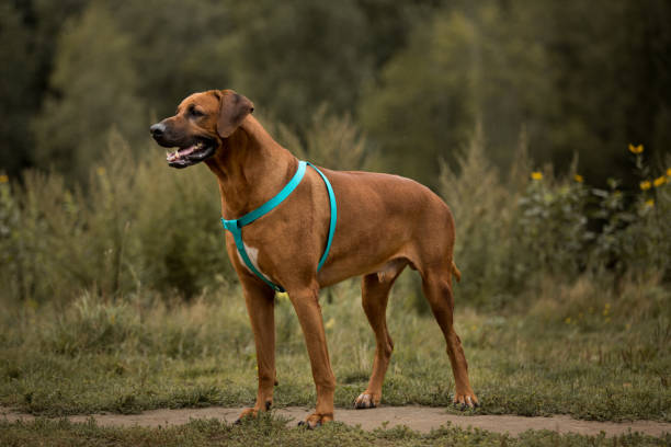 istock Dog rhodesian ridgeback walk outdoors on a field 1144638513