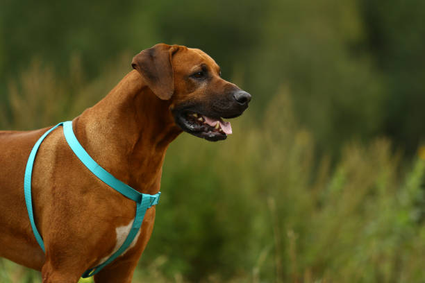istock Dog rhodesian ridgeback walk outdoors on a field 1144638516