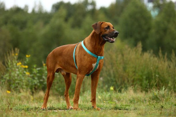 istock Dog rhodesian ridgeback walk outdoors on a field 1144638518