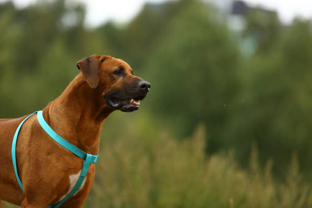 istock Dog rhodesian ridgeback walk outdoors on a field 1144638527