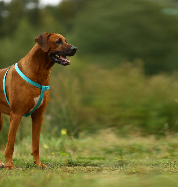 istock Dog rhodesian ridgeback walk outdoors on a field 1144638528