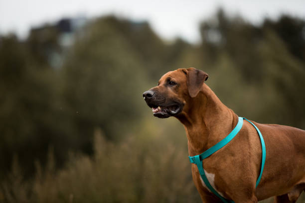 istock Dog rhodesian ridgeback walk outdoors on a field 1144638530