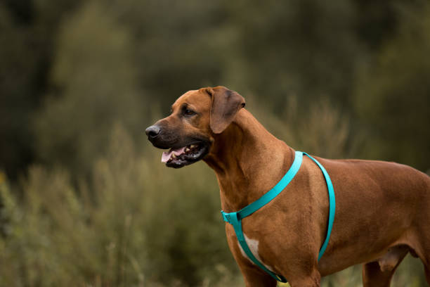 istock Dog rhodesian ridgeback walk outdoors on a field 1144638532