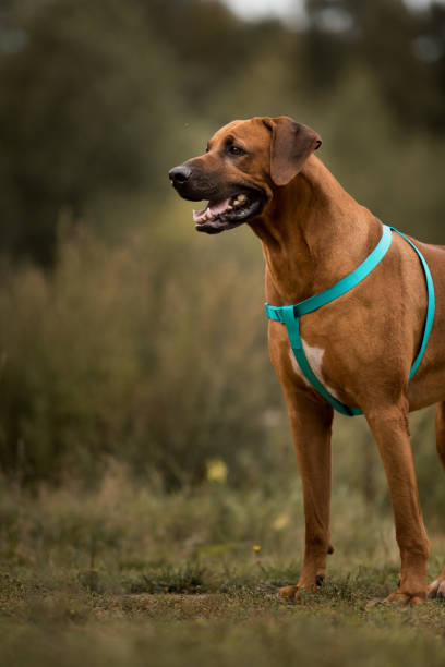 istock Dog rhodesian ridgeback walk outdoors on a field 1144638533