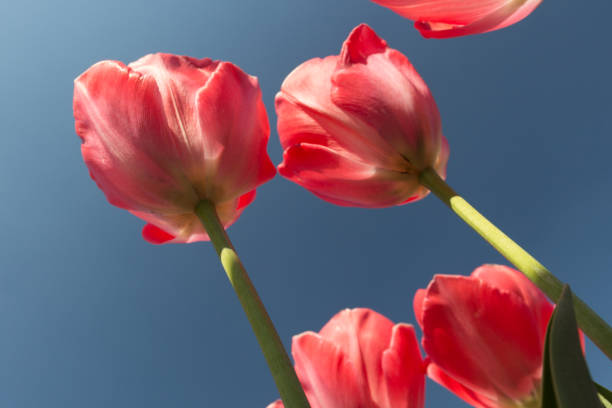 istock Pink tulips against a blue sky in Amsterdam 1144639378