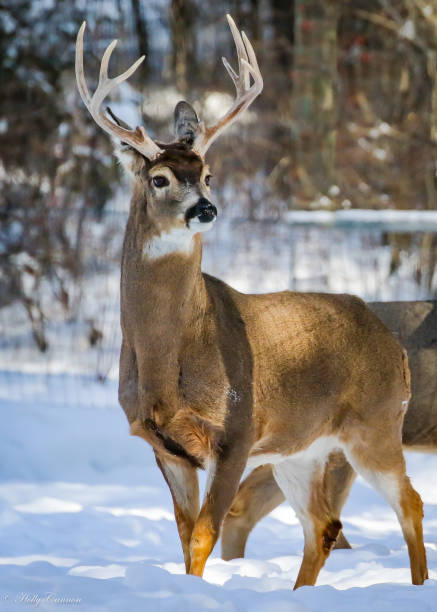 istock Blacktail herd in Kalispell Montana 1144639669
