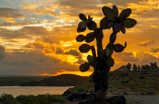istock Prickly Pear Cactus Silhouette, Galapagos, Ecuador 1144639698