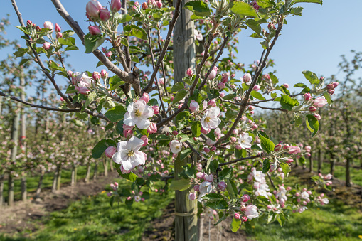 blooming apple plantation