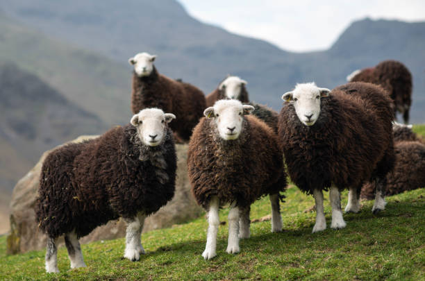 herdwick ・シープ-カンブリア - herdwick sheep ストックフォトと画像