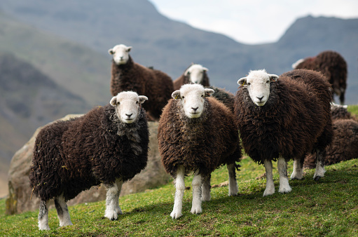 Herdwick sheep in Great Langdale, Cumbria