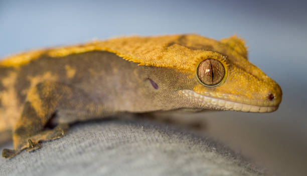 istock Isolated Horned Gecko lizard portrait 1144642148