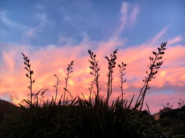 亜麻と日の出 - new zealand flax ストックフォトと画像