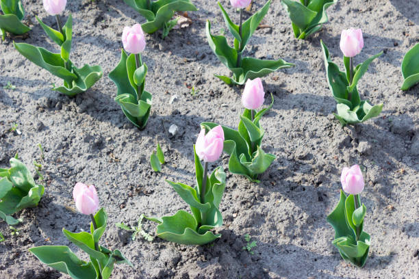istock blooming tulips, landscaping the city. Spring flowers 1144644202