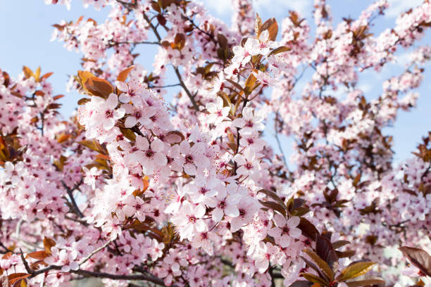 istock Spring Cherry blossoms, pink flowers. 1144644249