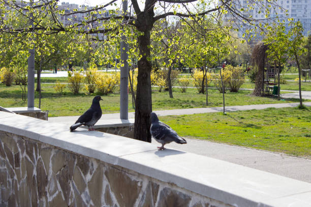 Spring Park, Pigeons in the park