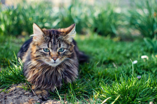 istock The cat walks in the fresh air 1144645735