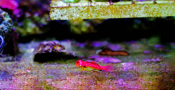Ruby Moyer 610+ Ruby Eye Stock Photos, Pictures & Royalty-Free Images - iStock
