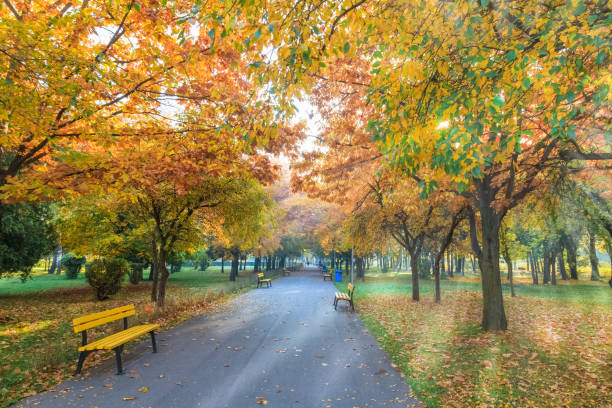 istock Autumn scene outdoors in Brasov town 1144648020