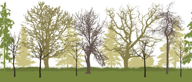 ilustraciones, imágenes clip art, dibujos animados e iconos de stock de patrón sin costuras de la silueta de los árboles desnudos (jardín de primavera). ilustración vectorial. - tree bare tree silhouette oak