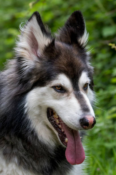 istock Alaskan Malamute/German Shepherd Cross Breed 1144648218