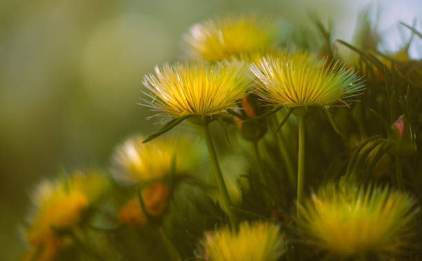 close up de flores silvestres amarillas. la planta de hielo hardy en bloom - hardy fotografías e imágenes de stock