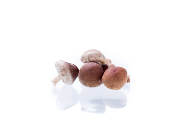 Hill of mushrooms shiitake. Mushrooms on a white background. Hill of mushrooms shiitake. Mushrooms on a white background. Reflection of mushrooms. marasmiaceae stock pictures, royalty-free photos & images