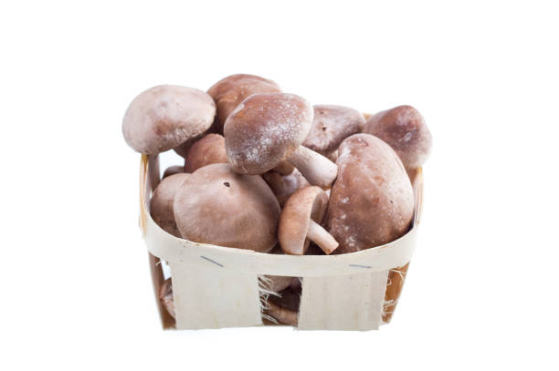 Shiitake mushroom presentation. Shiitake mushroom top view. Shiitake mushroom presentation. Shiitake mushroom top view. Isolate shiitake . marasmiaceae stock pictures, royalty-free photos & images