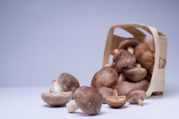 Basket of scattered mushrooms. Mushrooms dumped from a wooden basket. Basket of scattered mushrooms. Mushrooms dumped from a wooden basket. Gray background. marasmiaceae stock pictures, royalty-free photos & images
