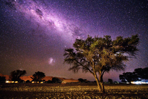 Milky Way Sky with Tree in Sossusvlei Namibia, Africa