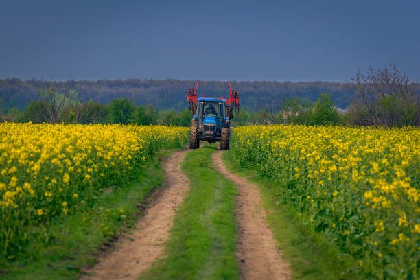 Tractor machine used in agriculture on a dirt road between two canola cozla fields stock photo