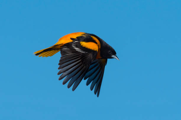 baltimore oriole, icterus galbula, pájaro macho en vuelo - oriole fotografías e imágenes de stock