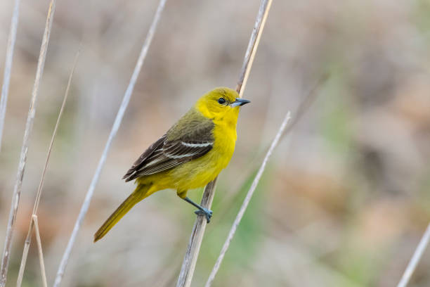 istock Orchard oriole, icterus spurius, female bird perching 1144652310