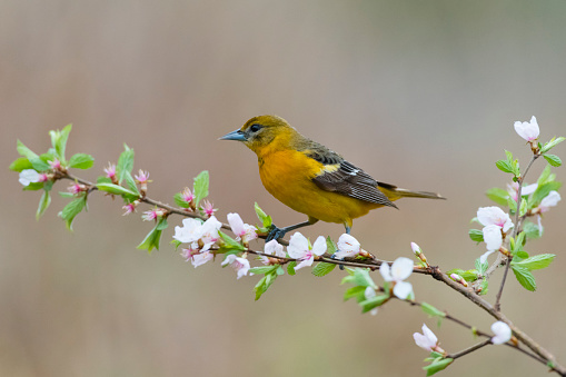 Bird in springtime.