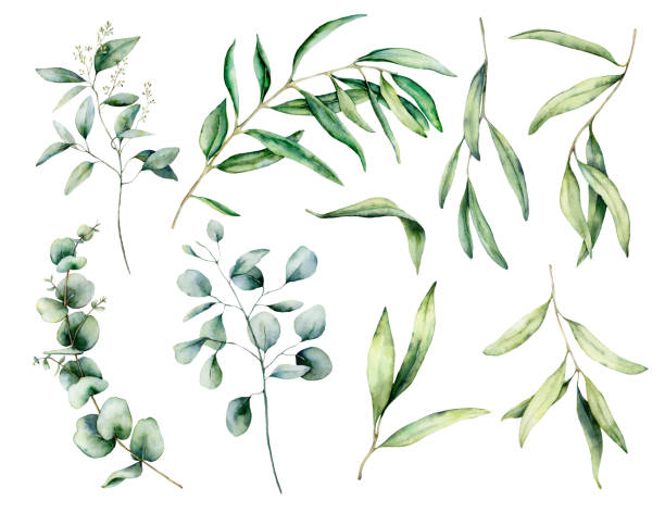 bildbanksillustrationer, clip art samt tecknat material och ikoner med akvarell set med oliv och eukalyptus gren, löv. handmålad blommig illustration isolerad på vit bakgrund för design, tryck, tyg eller bakgrund. - gren plantdel illustrationer