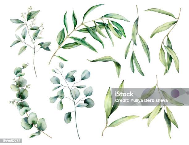Akvarell Set Med Oliv Och Eukalyptus Gren Löv Handmålad Blommig Illustration Isolerad På Vit Bakgrund För Design Tryck Tyg Eller Bakgrund-vektorgrafik och fler bilder på Akvarellmålning