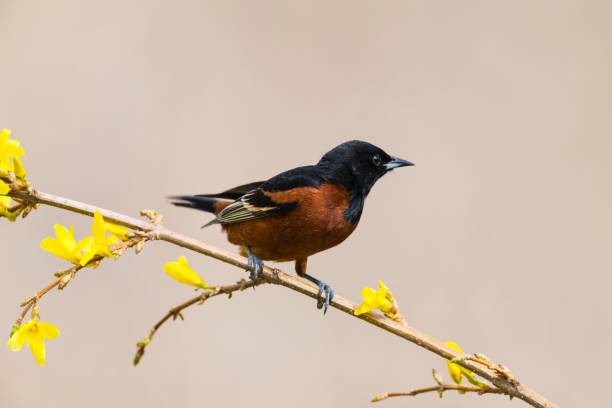istock Orchard oriole, icterus spurius, male bird perching 1144652804