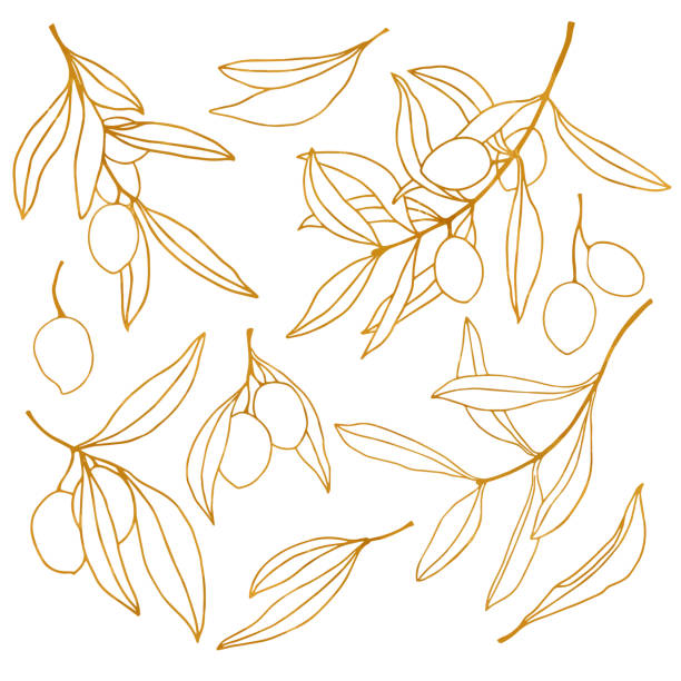 illustrations, cliparts, dessins animés et icônes de croquis d’or de vecteur avec l’olive, les feuilles et la branche. ensemble d’art de ligne floral peint à la main. illustration isolée sur le fond blanc pour la conception, l’impression, le tissu ou le fond. - vector illustration and painting food cooking