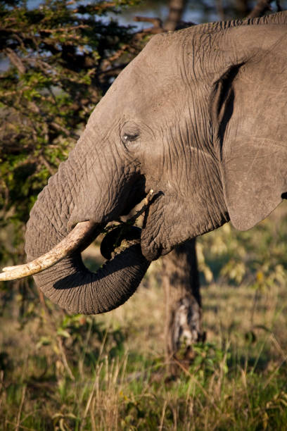 istock African Elephant on the Masai Mara, Kenya, Africa 1144652941