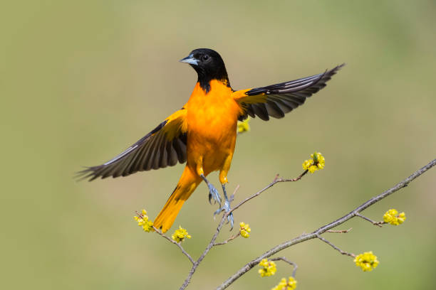 istock Baltimore oriole, icterus galbula, male bird in flight 1144653024