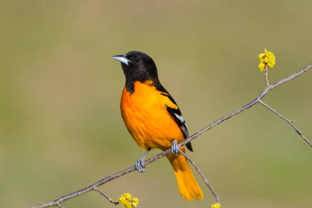 istock Baltimore oriole, icterus galbula, male bird perching 1144653086