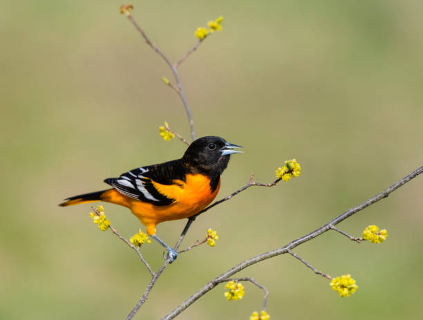 Baltimore oriole, icterus galbula, male bird perching