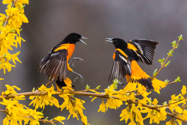 Baltimore oriole, icterus galbula, two male birds fighting Birds in springtime. songbird photos stock pictures, royalty-free photos & images