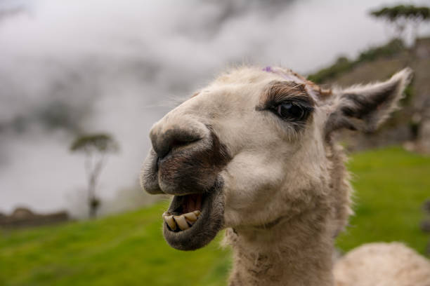 istock Llama at Machu Picchu Peru 1144653853