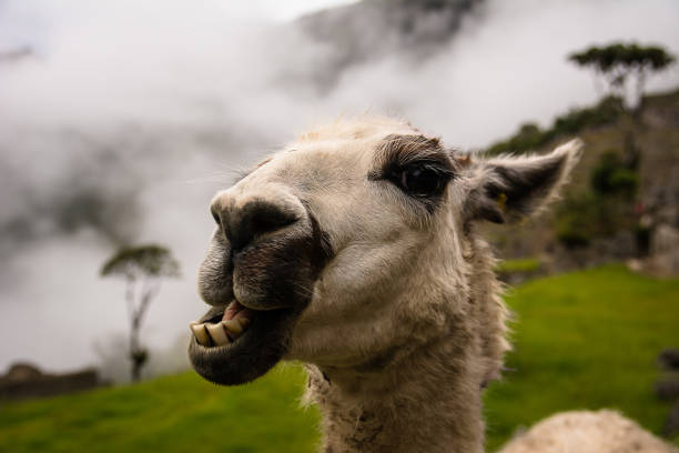 istock Llama at Machu Picchu Peru 1144653856