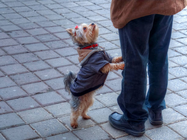 istock Cute and funny pet dog asking attention 1144655316