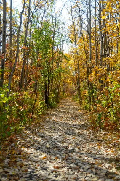 Photo of A path in a birch tree forest covered in colorful leaves
