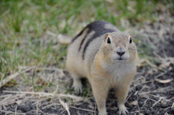 Plantain squirrels are a natural part of Bali beaches.